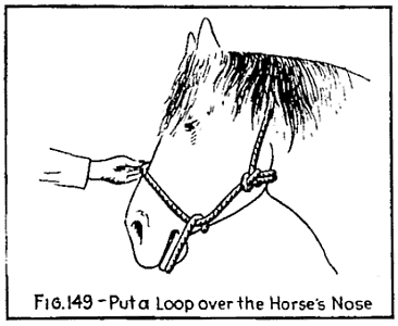 Illustration: FIG. 149Put a Loop over the Horse's Nose
