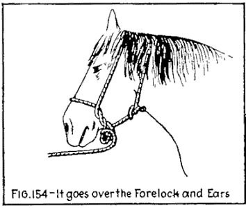 Illustration: FIG. 154It goes over the Forelock and Ears.